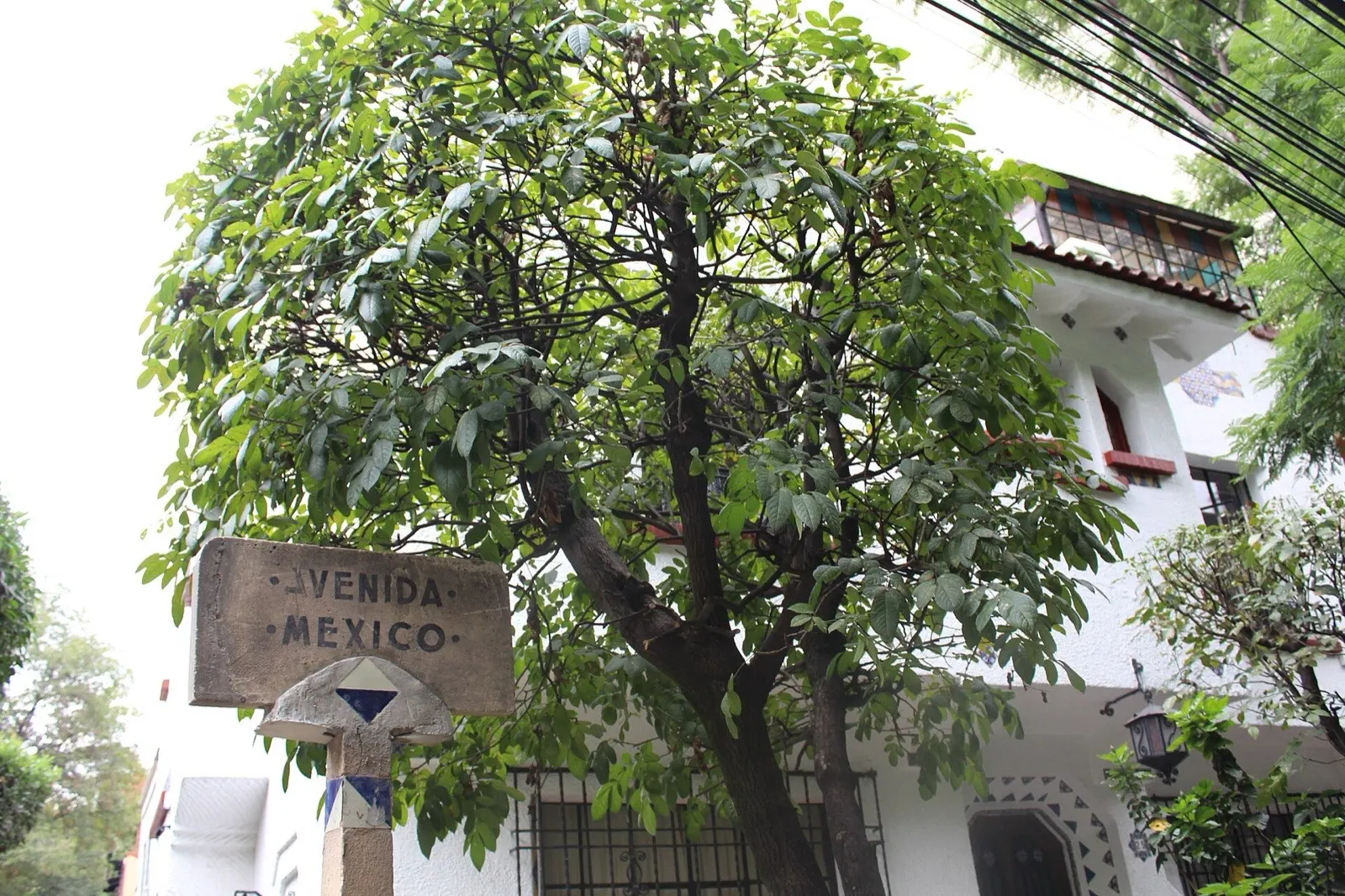 Avenida México en Condesa para comparar la rutina con Roma Norte